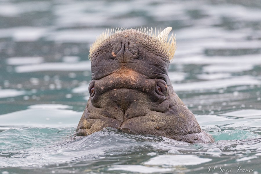 HDS07-22, Day 3, Walrus © Sara Jenner - Oceanwide Expeditions (1).jpg