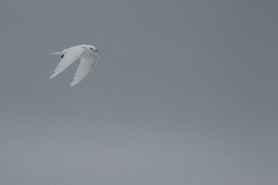 HDS07-22, Day 4, Ivory Gull © Unknown Photographer - Oceanwide Expeditions.jpg