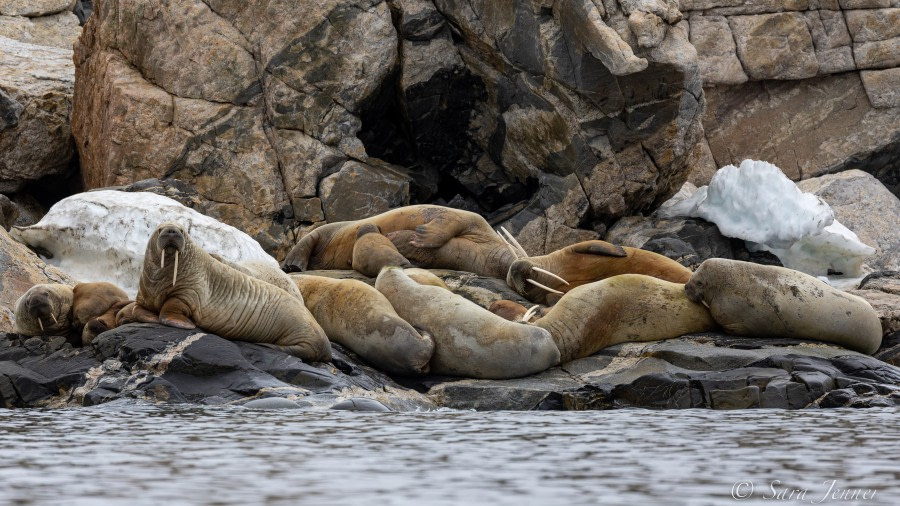 HDS07-22, Day 5, Walruses © Sara Jenner - Oceanwide Expeditions (1).jpg