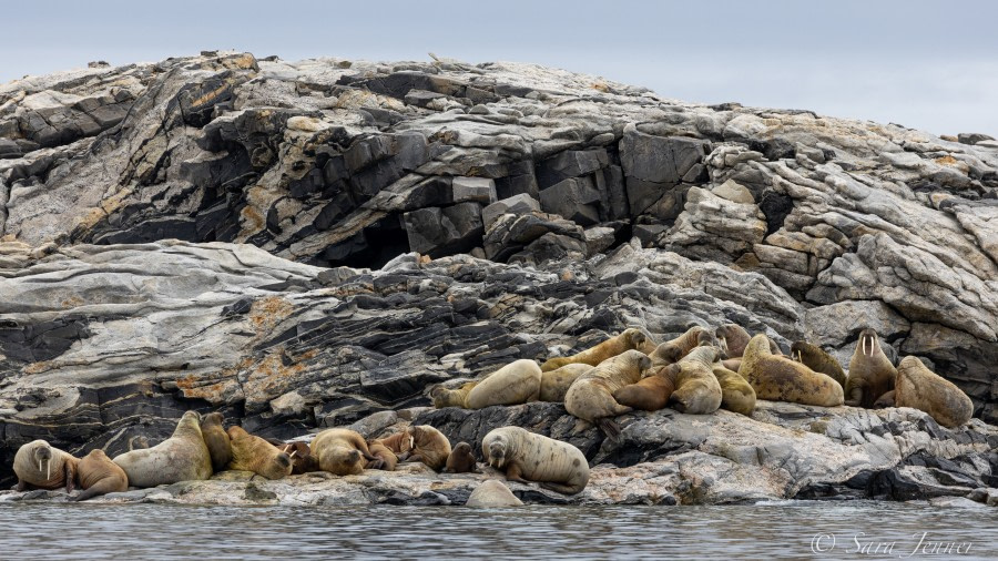 HDS07-22, Day 5, Walruses © Sara Jenner - Oceanwide Expeditions.jpg