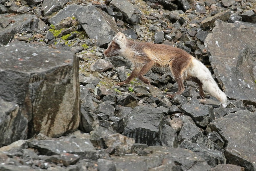 HDS07-22, Day 6, Arctic fox at Alkefjellet © Unknown Photographer - Oceanwide Expeditions (1).jpg