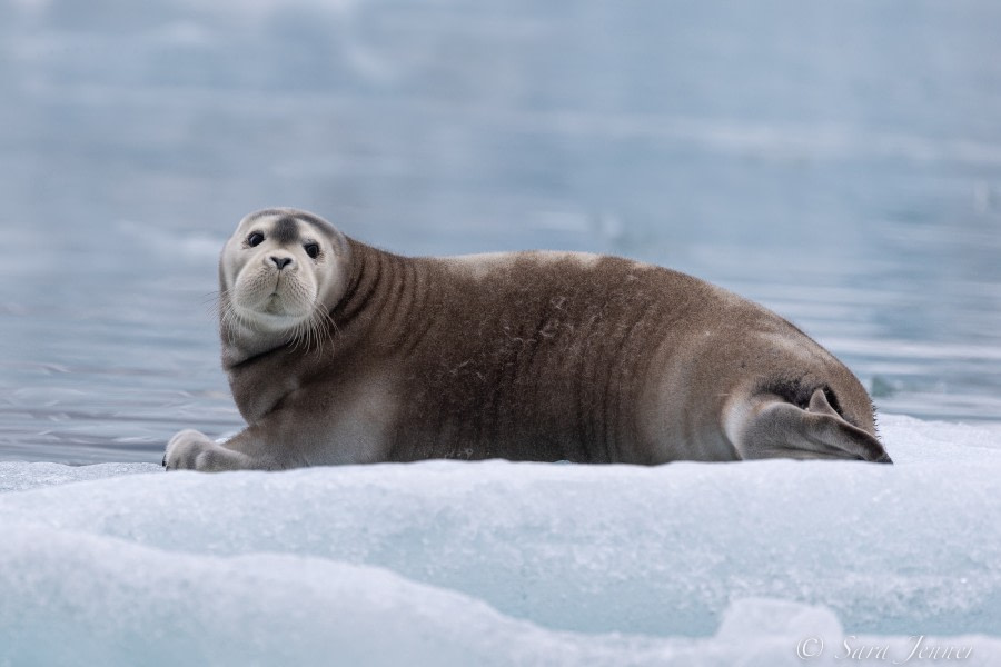 HDS07-22, Day 8, Bearded Seal © Laura Mony - Oceanwide Expeditions.jpg