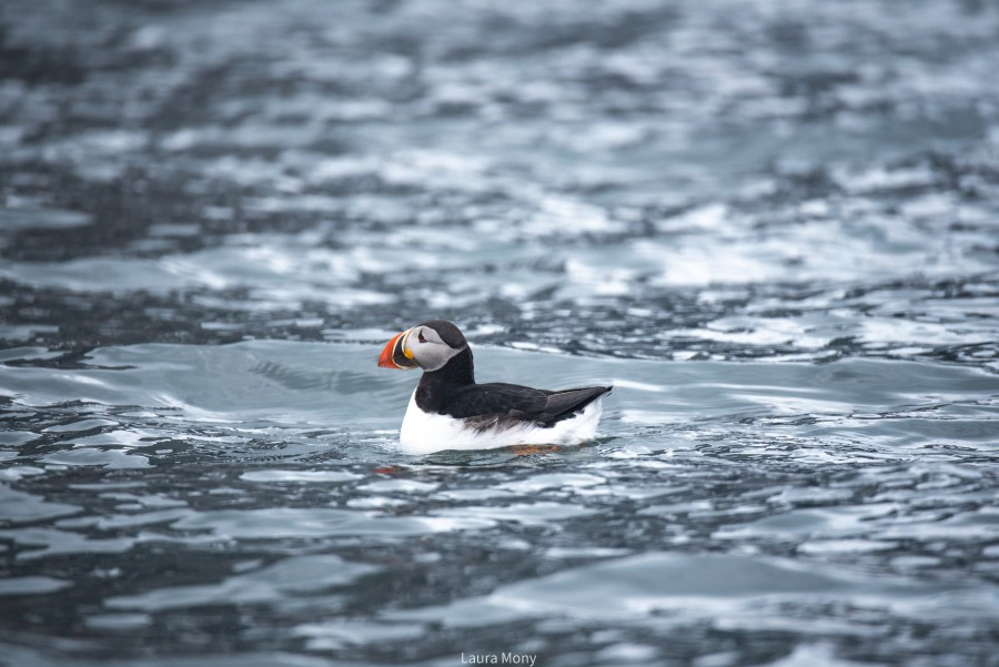 HDS07-22, Day 8, Burgerbukta © Laura Mony - Oceanwide Expeditions (6).jpg