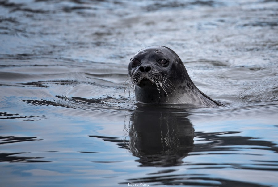 HDS07-22, Day 8, Smarinbreen © Laura Mony - Oceanwide Expeditions.jpg