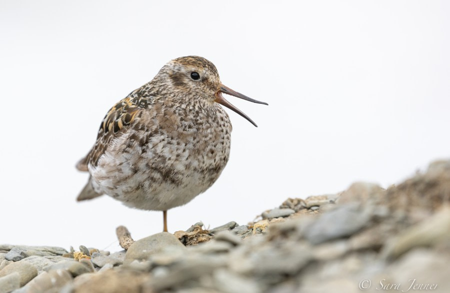 HDS07-22, Day 9, Purple Sandpiper © Sara Jenner - Oceanwide Expeditions.jpg