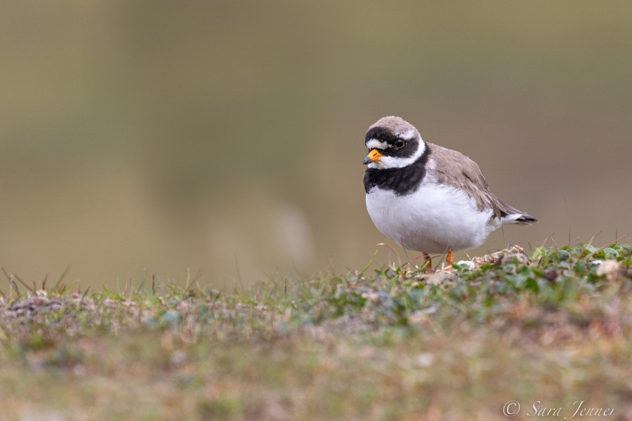HDS07-22, Day 9, Ringed Plover © Sara Jenner - Oceanwide Expeditions.jpg