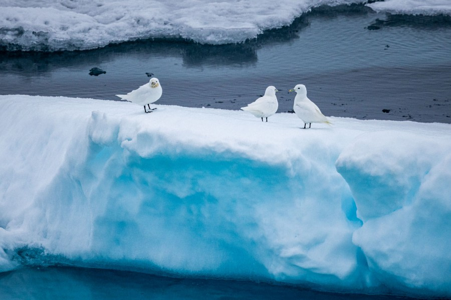 OTL09-22, Pack Ice_WKR59513_WernerKruse © Werner Kruse - Oceanwide Expeditions.jpg