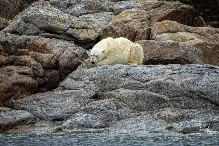 OTL09-22, Phippsoya_WKR59337_WernerKruse © Werner Kruse - Oceanwide Expeditions.jpg