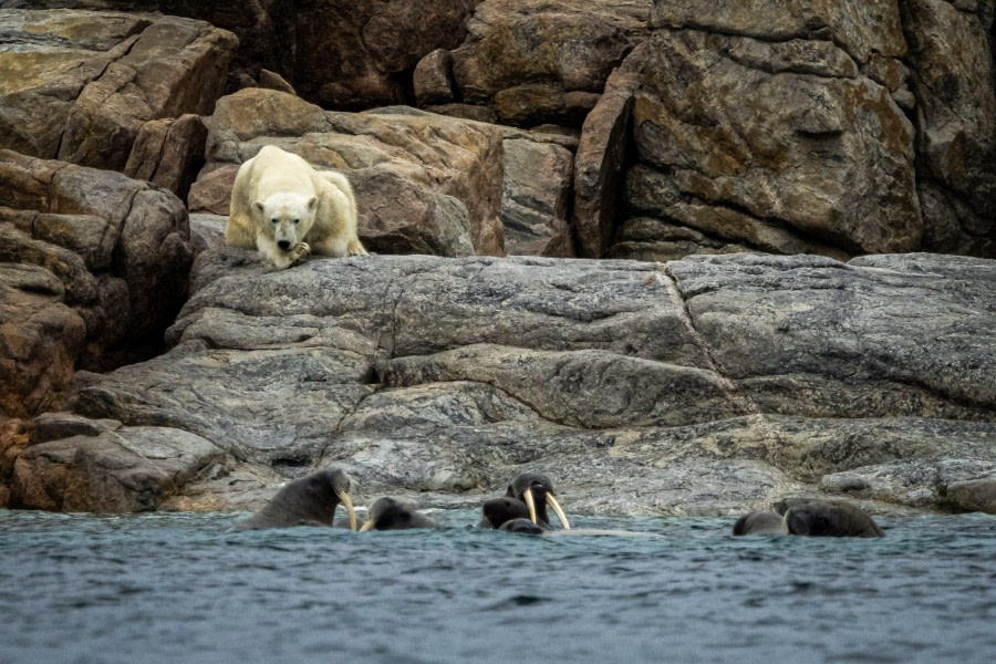 OTL09-22, Phippsoya_WKR59369_WernerKruse © Werner Kruse - Oceanwide Expeditions.jpg