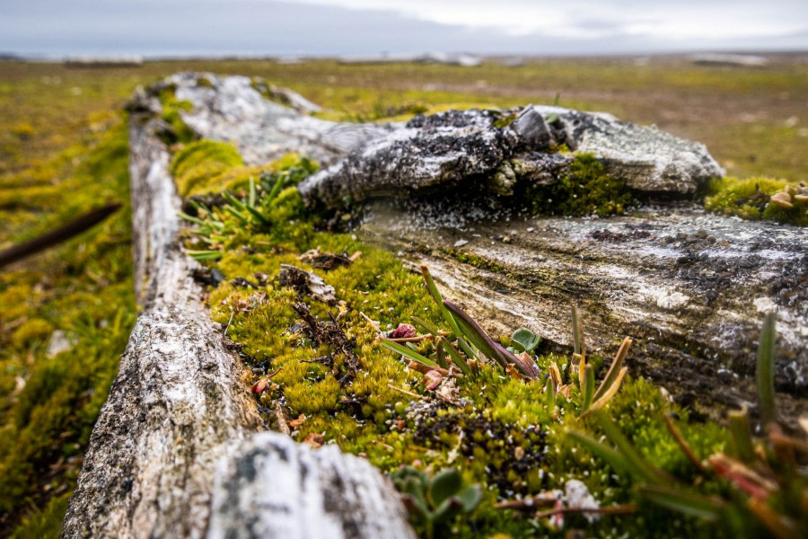 Alkefjellet – Whalbergøya -  Torellneset