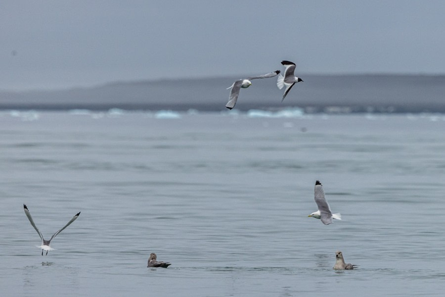 OTL10-22, Day 6, Torellneset_WKR50762_WernerKruse © Werner Kruse - Oceanwide Expeditions.jpg