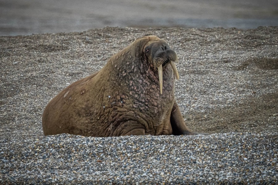 OTL10-22, Day 6, Torellneset_WKR50794_WernerKruse © Werner Kruse - Oceanwide Expeditions.jpg