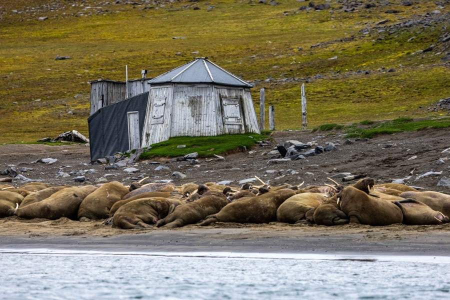 OTL10-22, Day 7, Kapp Lee_WKR50839_WernerKruse © Werner Kruse - Oceanwide Expeditions.jpg