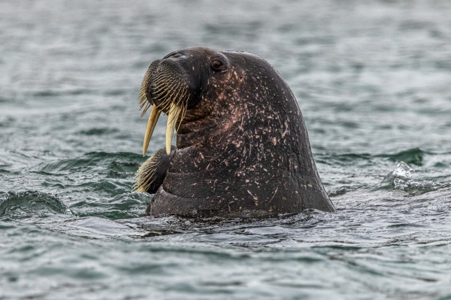 OTL10-22, Day 7, Kapp Lee_WKR50878_WernerKruse © Werner Kruse - Oceanwide Expeditions.jpg