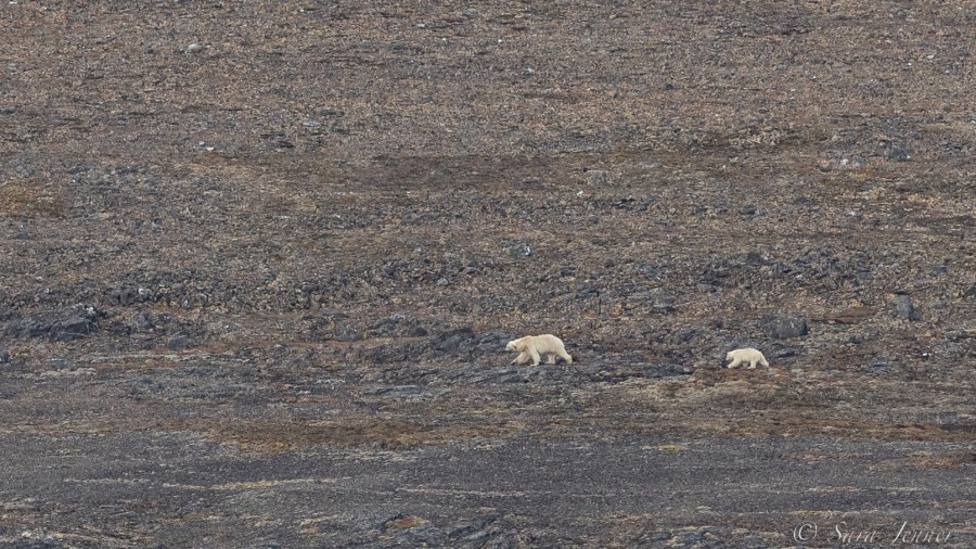 HDS10X22, Day 2, Polar Bears © Sara Jenner - Oceanwide Expeditions.jpg