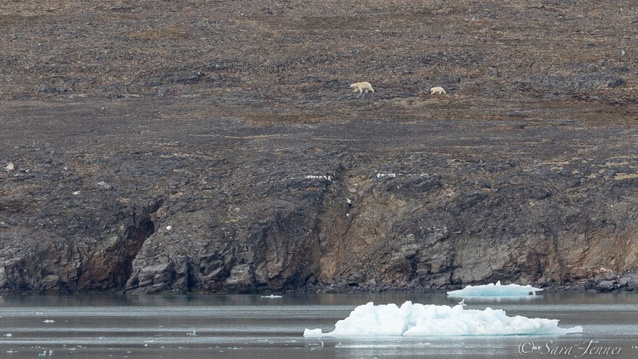 HDS10X22, Day 2, Polar Bears 1 © Sara Jenner - Oceanwide Expeditions.jpg