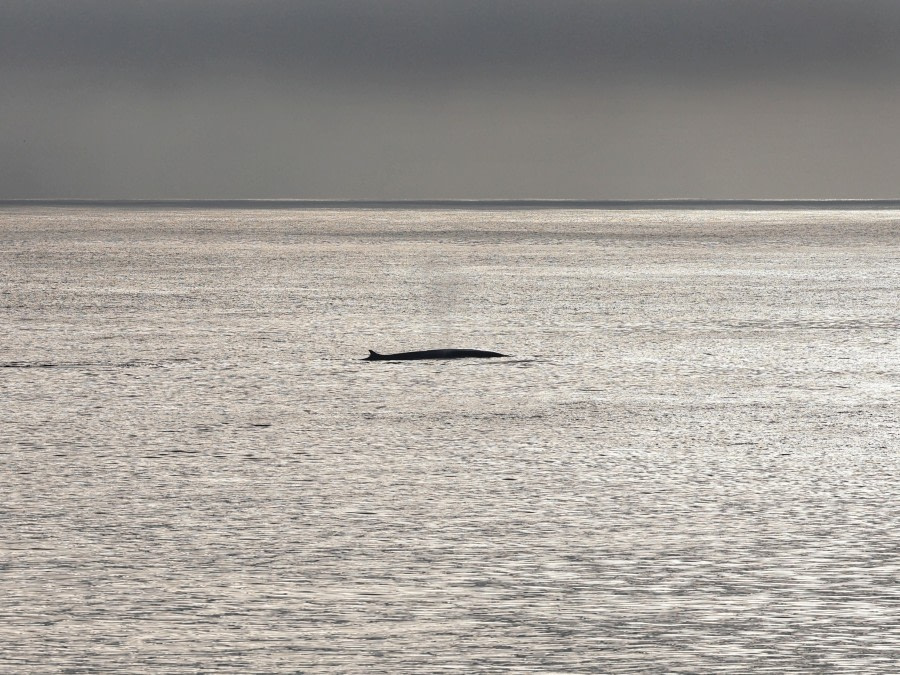 HDS10X22, Day 2, fin whale © Unknown photographer - Oceanwide Expeditions.jpg