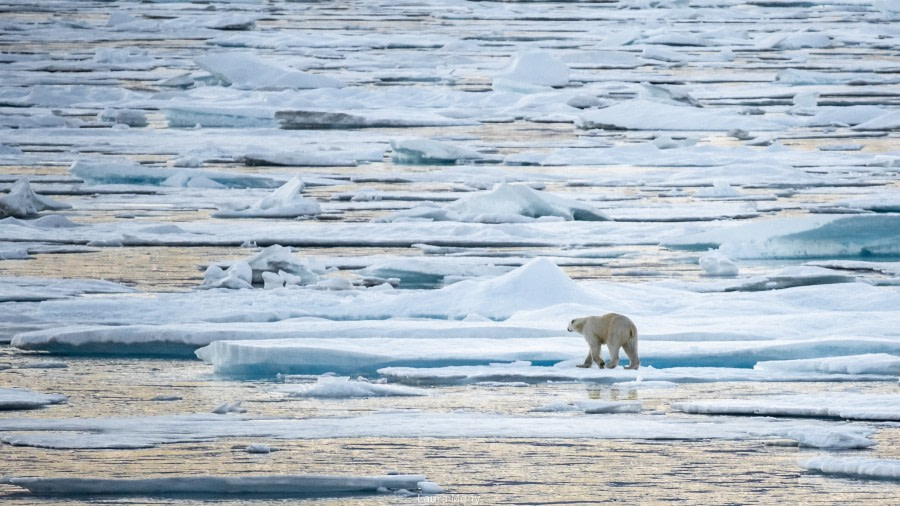 HDS10X22, Day 5, Kejser Franz Josephs Fjord © Laura Mony - Oceanwide Expeditions.jpg