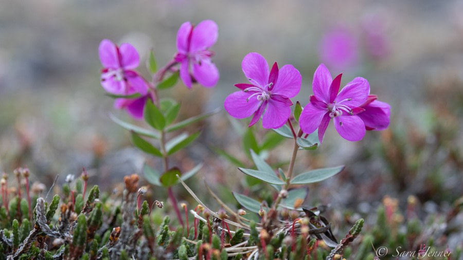 HDS10X22, Day 6, Fireweed © Sara Jenner - Oceanwide Expeditions.jpg