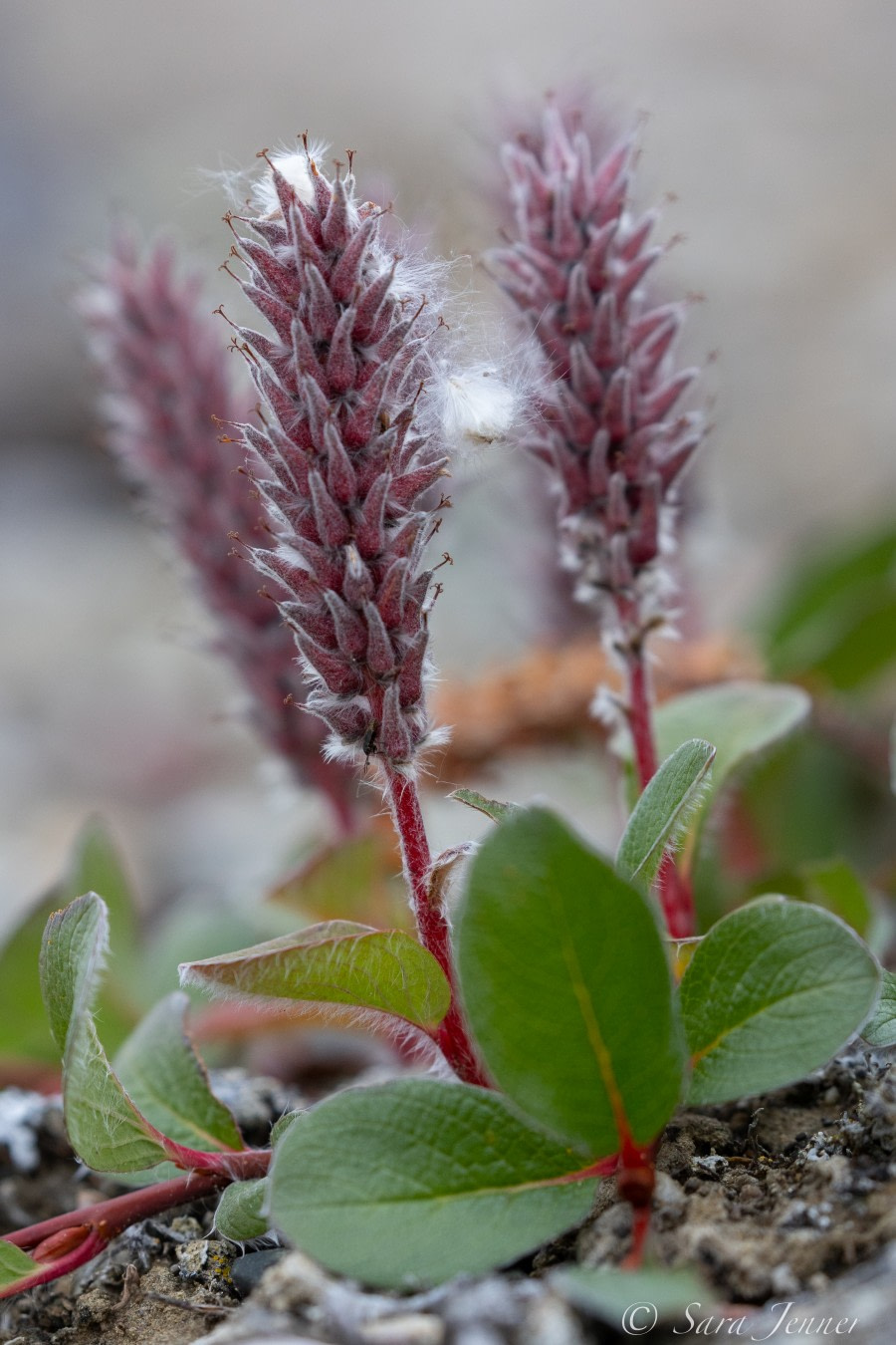 HDS10X22, Day 6, Willow © Sara Jenner - Oceanwide Expeditions.jpg