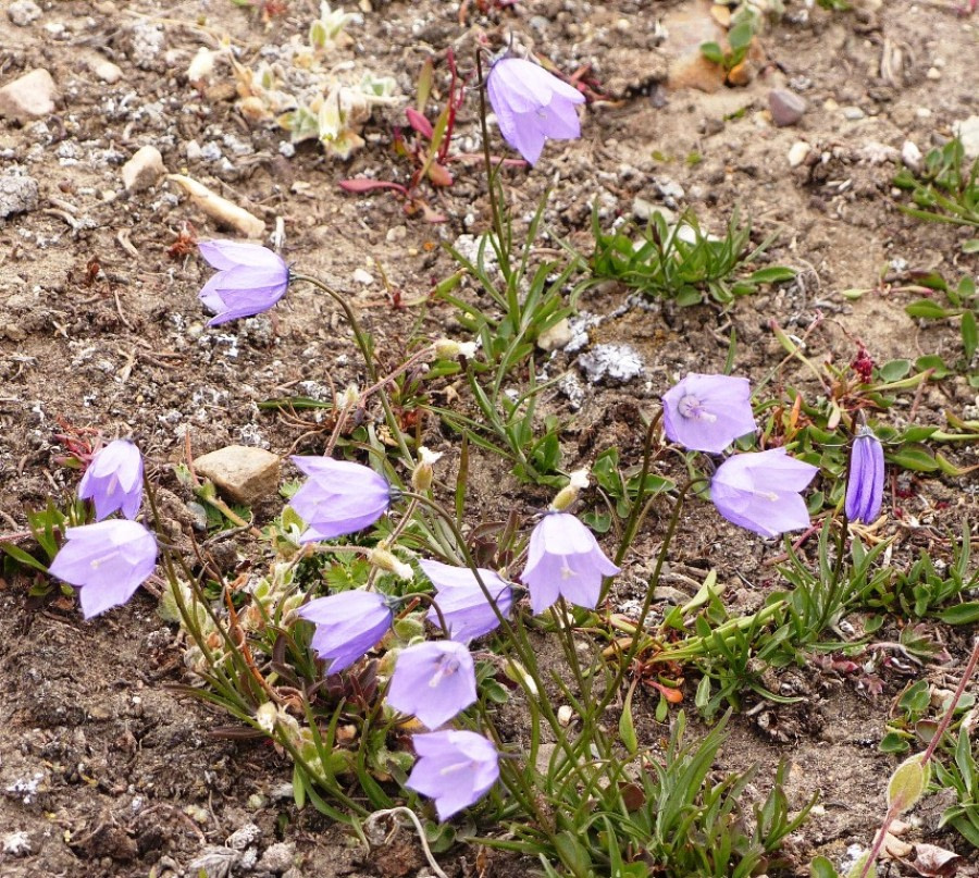 HDS10X22, Day 6, blue bells © Unknown photographer - Oceanwide Expeditions.JPG