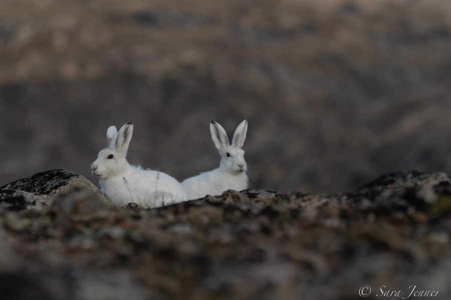 HDS10X22, Day 10, Arctic Hare 1 © Sara Jenner - Oceanwide Expeditions.jpg