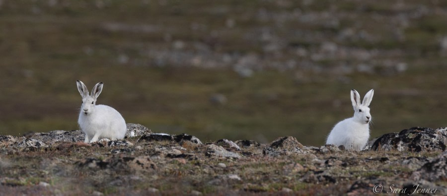 HDS10X22, Day 10, Arctic Hare 99 © Sara Jenner - Oceanwide Expeditions.jpg