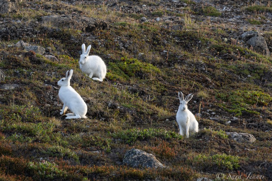 HDS10X22, Day 10, Arctic Hares 5 © Sara Jenner - Oceanwide Expeditions.jpg