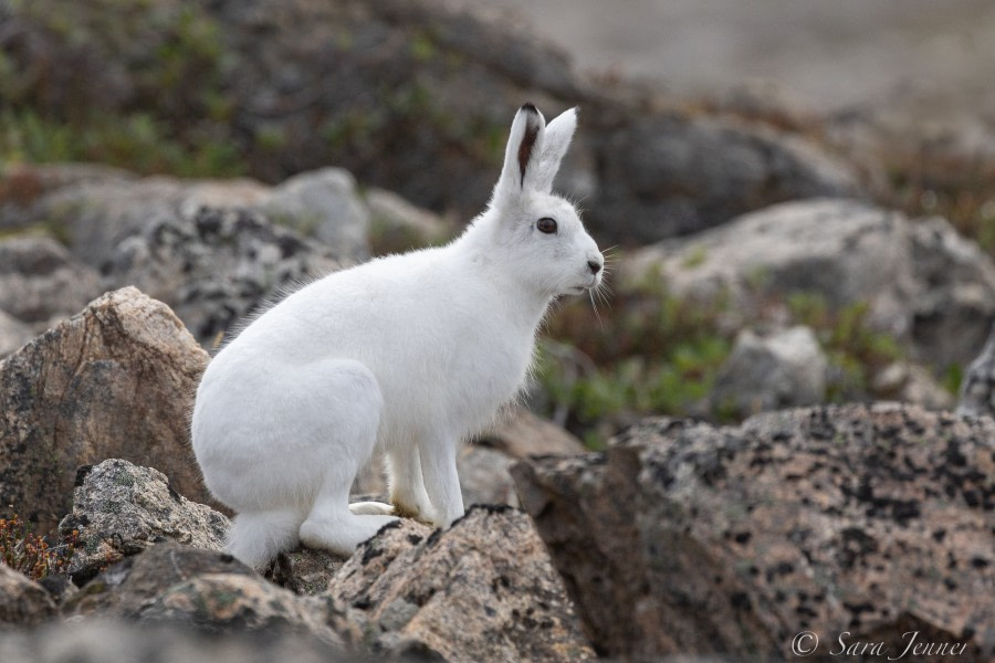 HDS10X22, Day 10, Arctic Hare 3 © Sara Jenner - Oceanwide Expeditions.jpg