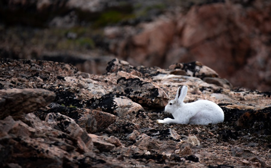 HDS10X22, Day 10, Ingmikertikajik (4) © Laura Mony - Oceanwide Expeditions.jpg