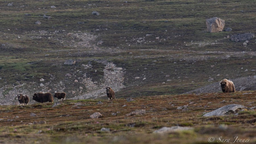 HDS10X22, Day 10, Musk Ox 1 © Sara Jenner - Oceanwide Expeditions.jpg