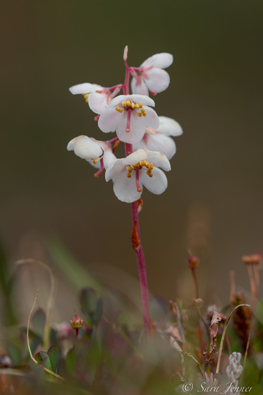 HDS10X22, Day 10, Flower 1 © Sara Jenner - Oceanwide Expeditions.jpg