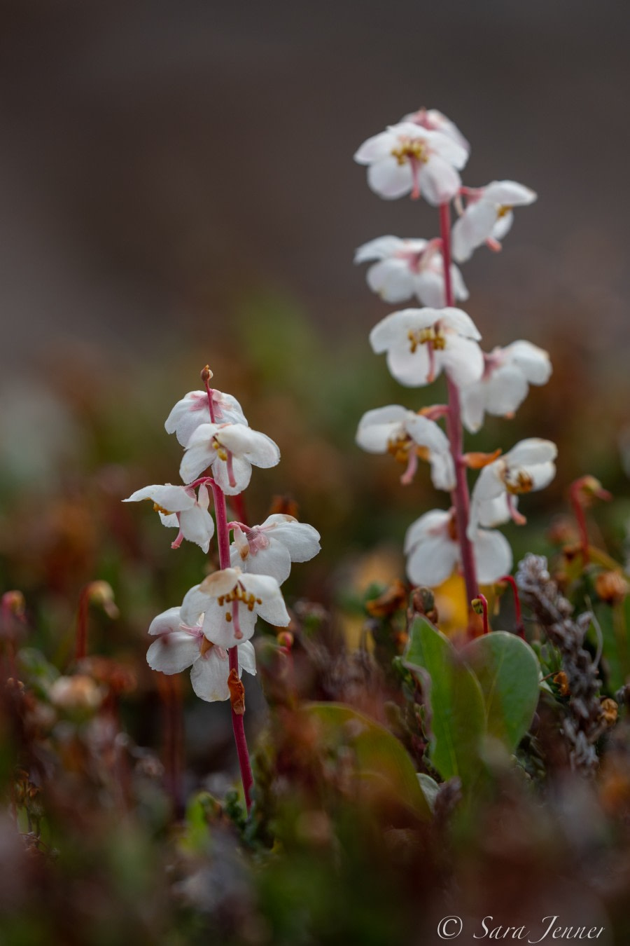 HDS10X22, Day 10, Flower 2 © Sara Jenner - Oceanwide Expeditions.jpg