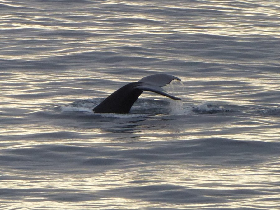 HDS10X22, Day 11, Day 11 humpback flukes © Unknown photographer - Oceanwide Expeditions.JPG