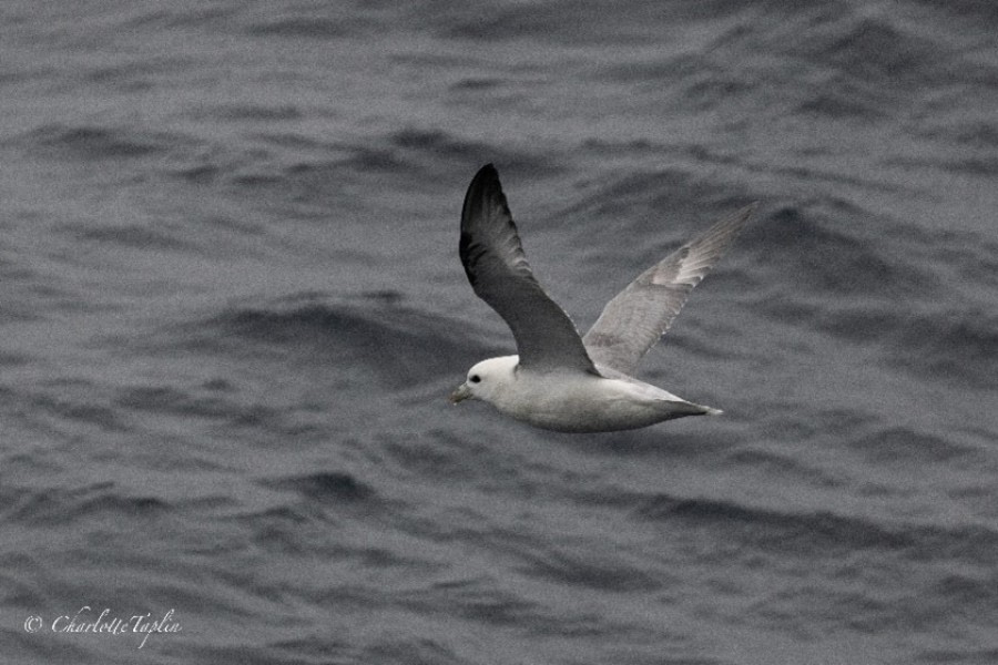 At Sea enroute to Svalbard