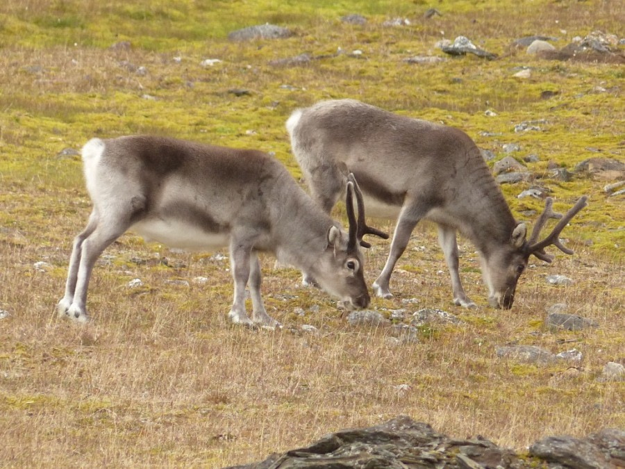 HDS10X22, Day 15, Alkhornet reindeer © Unknown photographer - Oceanwide Expeditions.JPG