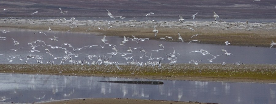 HDS10X22, Day 15, bird takeoff long © Unknown photographer - Oceanwide Expeditions.JPG