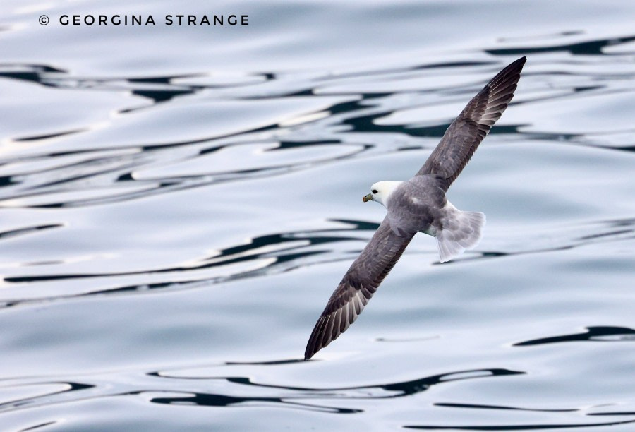 At Sea enroute Svalbard