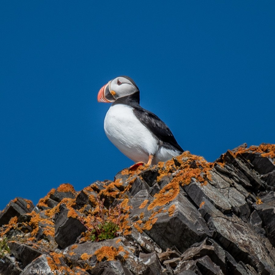 HDS10X22, Day 2, Puffin © Laura Mony - Oceanwide Expeditions.jpg