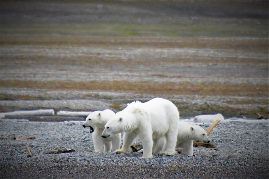 OTL11-22, Day 6, Protecting the cubs © Hazel Pittwood - Oceanwide Expeditions.JPG