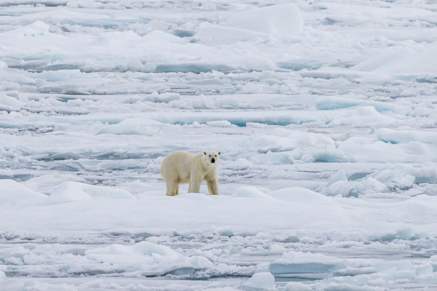 OTL11-22, Day 5, Pack Ice_WKR51451 © Werner Kruse - Oceanwide Expeditions.jpg