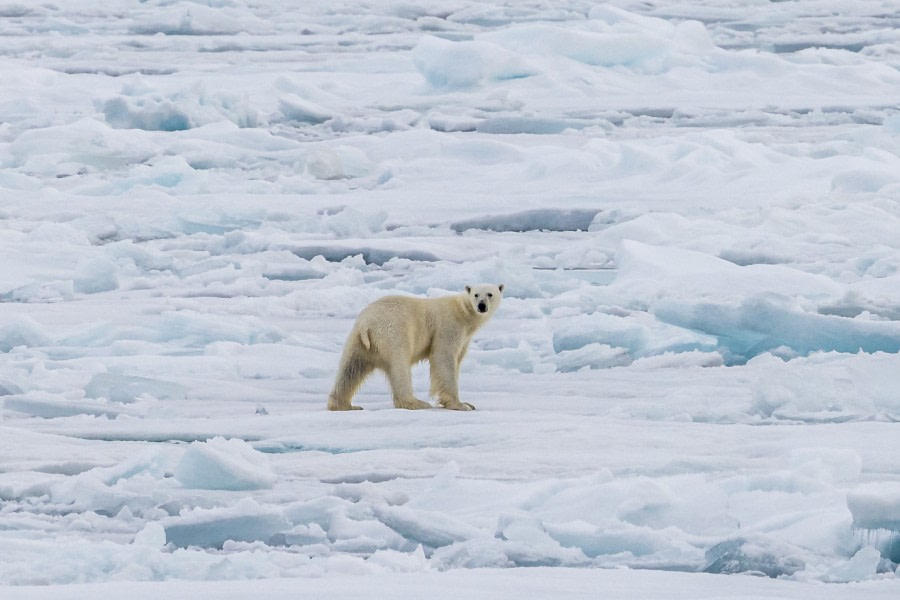 OTL11-22, Day 5, Pack Ice_WKR51477 © Werner Kruse - Oceanwide Expeditions.jpg