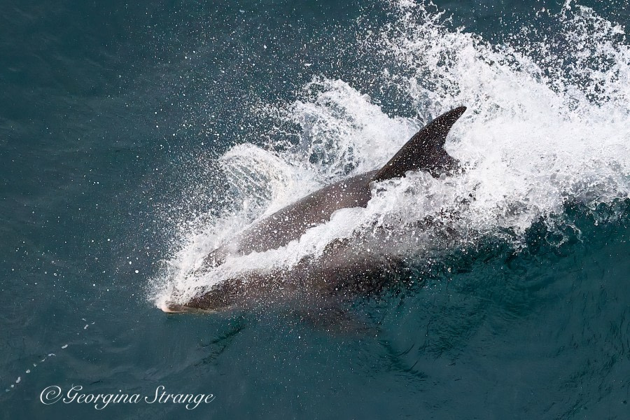 HDS11X22, Day 1, 5A8A7574-Edit © Georgina Strange - Oceanwide Expeditions.jpg