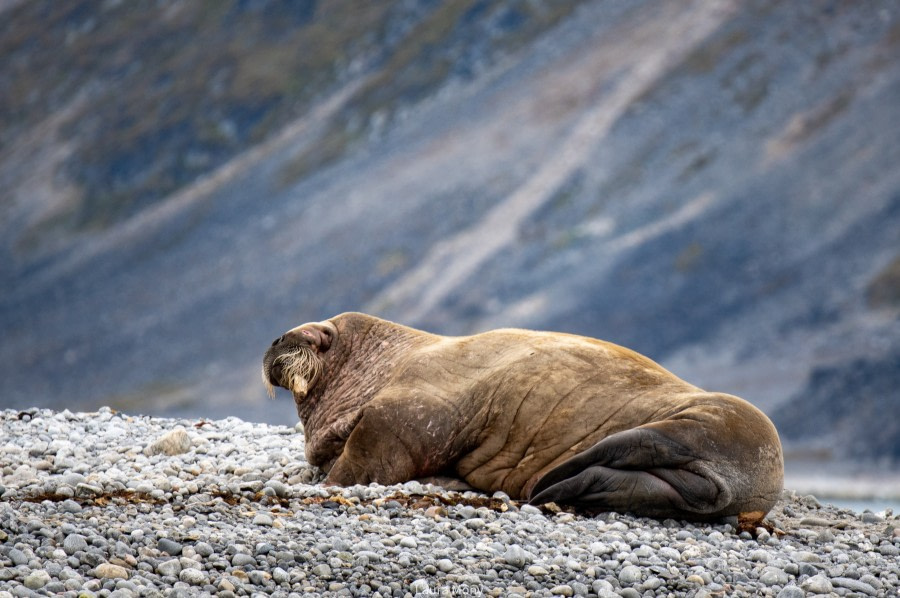 HDS11X22, Day 2, Waggonwaybreen © Laura Mony - Oceanwide Expeditions.jpg