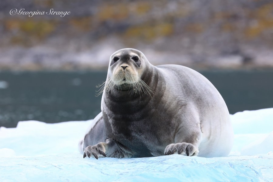 HDS11X22, Day 2, 5A8A7810-Edit © Georgina Strange - Oceanwide Expeditions.jpg