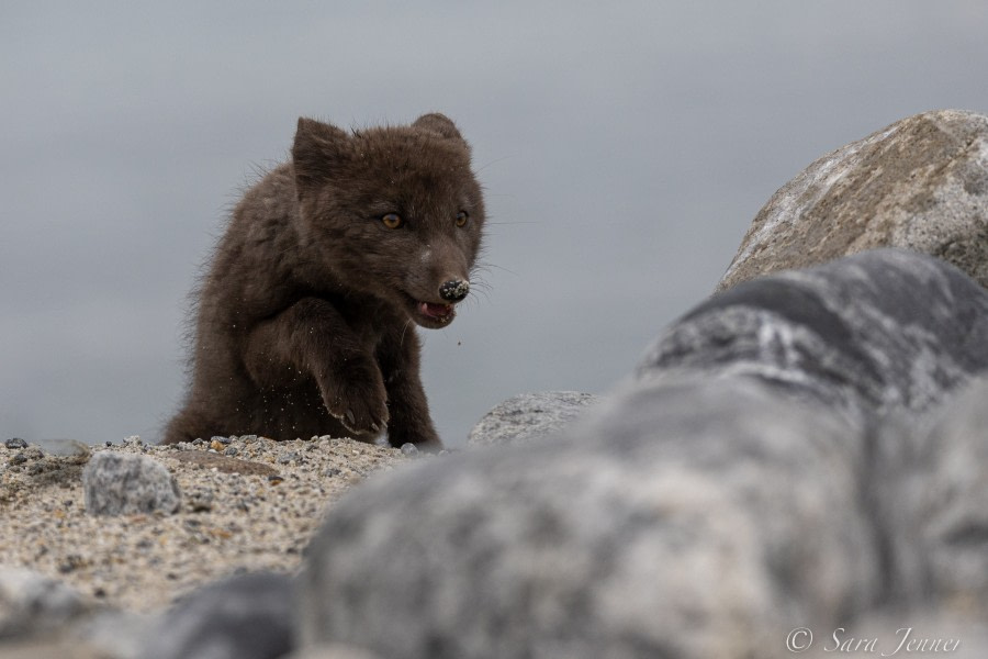 HDS11X22, Day 2, Arctic Fox 1 © Sara Jenner - Oceanwide Expeditions.jpg