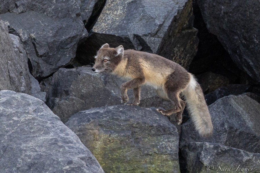 HDS11X22, Day 4, Arctic Fox © Sara Jenner - Oceanwide Expeditions.jpg