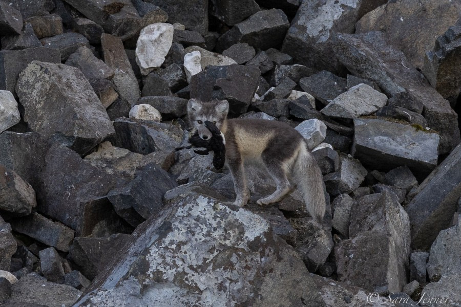 HDS11X22, Day 4, Arctic Fox-2 © Sara Jenner - Oceanwide Expeditions.jpg