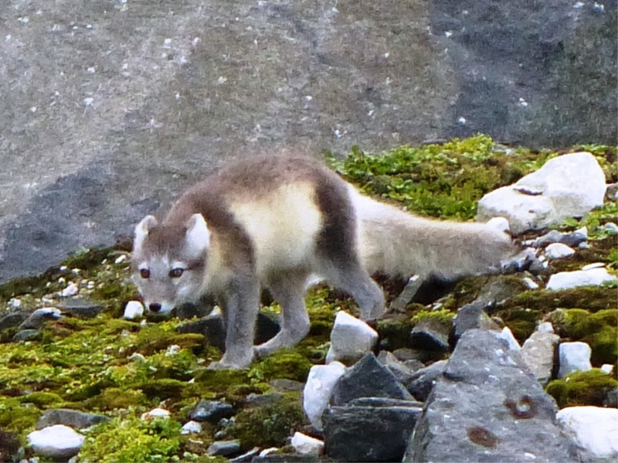 HDS11X22, Day 4, Day 19 Arctic Fox 2 © Unknown Photographer - Oceanwide Expeditions.JPG