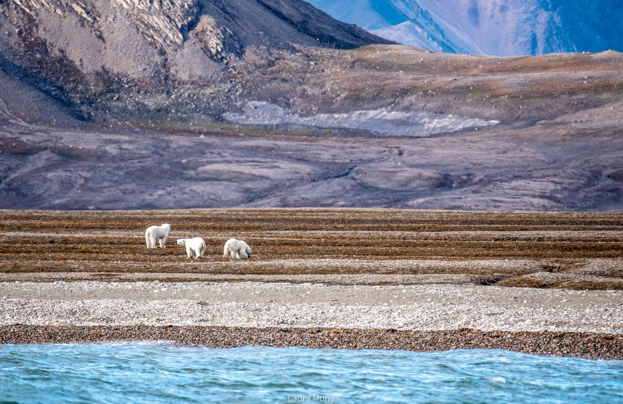 HDS11X22, Day 4, Faksevagen (2) © Laura Mony - Oceanwide Expeditions.jpg